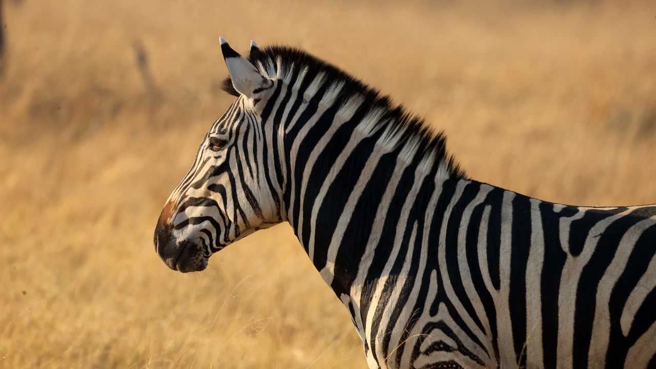 Wallpaper zebra, animal, wildlife, field