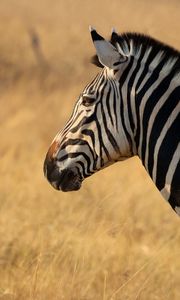 Preview wallpaper zebra, animal, wildlife, field