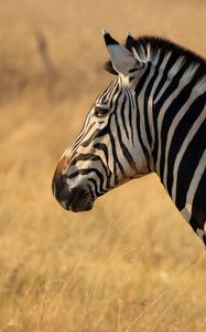 Preview wallpaper zebra, animal, wildlife, field