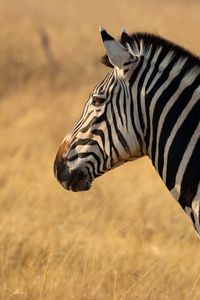 Preview wallpaper zebra, animal, wildlife, field