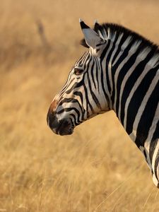 Preview wallpaper zebra, animal, wildlife, field
