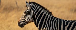 Preview wallpaper zebra, animal, wildlife, field