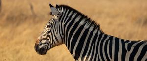 Preview wallpaper zebra, animal, wildlife, field
