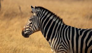 Preview wallpaper zebra, animal, wildlife, field