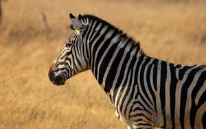 Preview wallpaper zebra, animal, wildlife, field