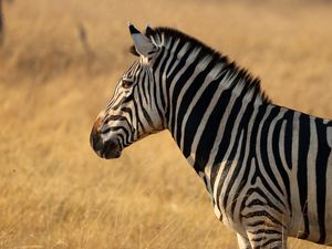 Preview wallpaper zebra, animal, wildlife, field