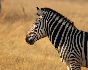 Preview wallpaper zebra, animal, wildlife, field