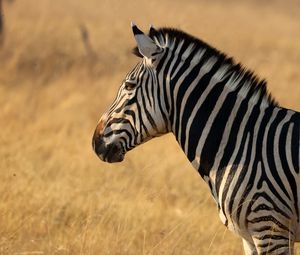 Preview wallpaper zebra, animal, wildlife, field