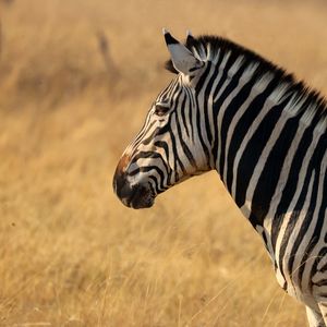 Preview wallpaper zebra, animal, wildlife, field