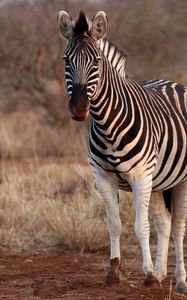 Preview wallpaper zebra, animal, wildlife, safari