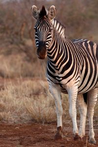 Preview wallpaper zebra, animal, wildlife, safari