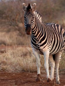 Preview wallpaper zebra, animal, wildlife, safari