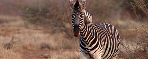 Preview wallpaper zebra, animal, wildlife, safari