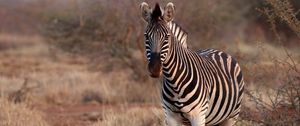 Preview wallpaper zebra, animal, wildlife, safari