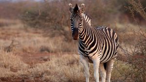 Preview wallpaper zebra, animal, wildlife, safari