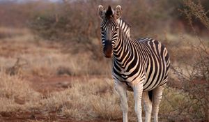 Preview wallpaper zebra, animal, wildlife, safari