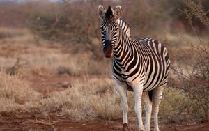 Preview wallpaper zebra, animal, wildlife, safari