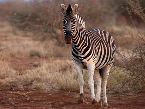 Preview wallpaper zebra, animal, wildlife, safari