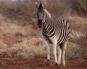 Preview wallpaper zebra, animal, wildlife, safari