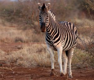 Preview wallpaper zebra, animal, wildlife, safari