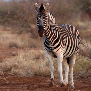 Preview wallpaper zebra, animal, wildlife, safari