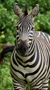 Preview wallpaper zebra, animal, wildlife