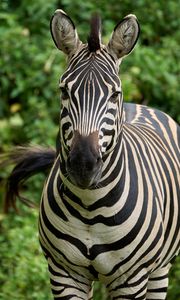 Preview wallpaper zebra, animal, wildlife