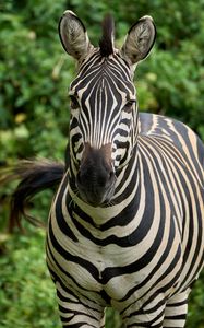 Preview wallpaper zebra, animal, wildlife
