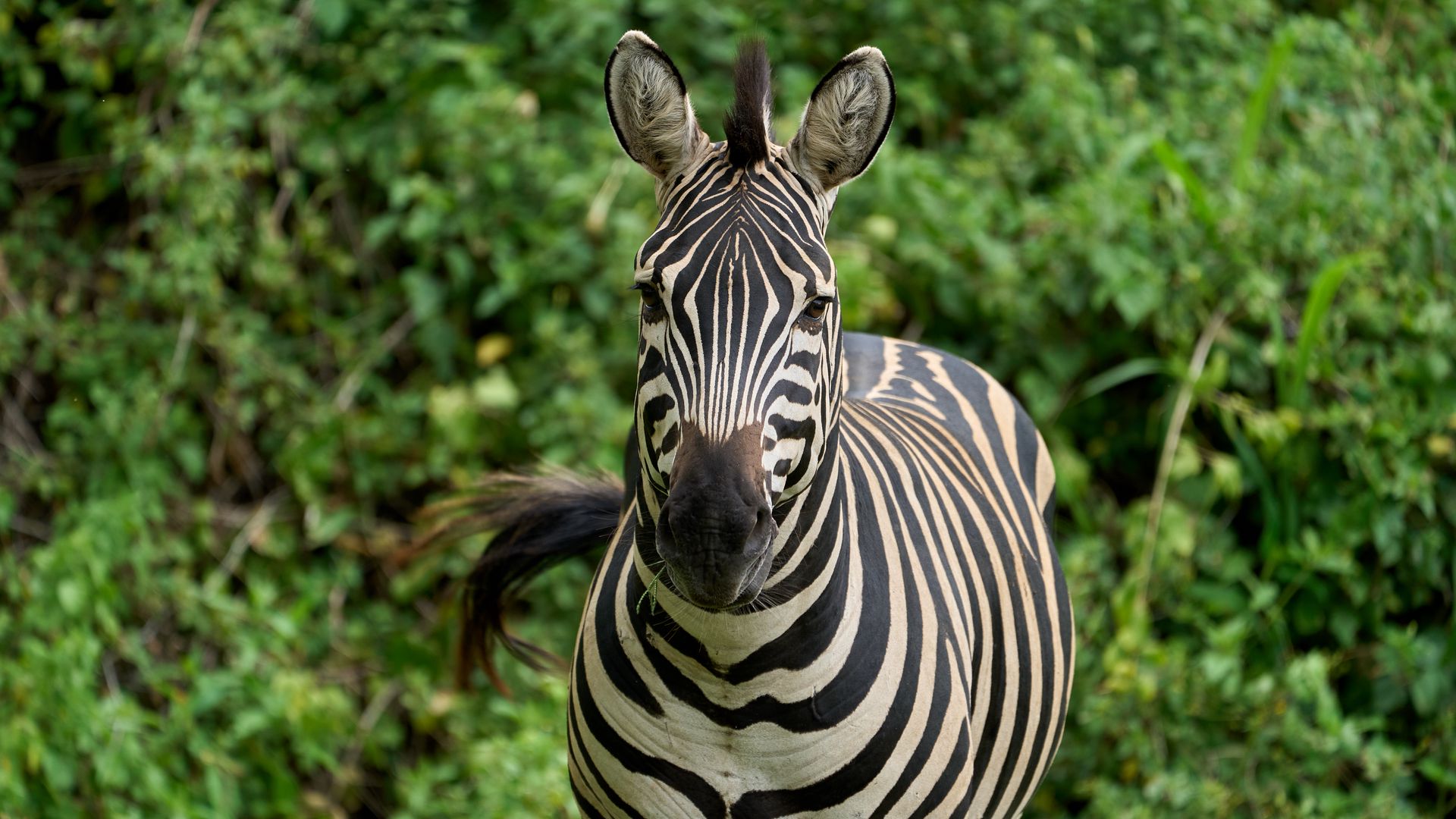 Download wallpaper 1920x1080 zebra, animal, wildlife full hd, hdtv, fhd