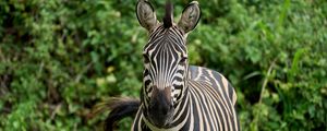 Preview wallpaper zebra, animal, wildlife