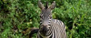 Preview wallpaper zebra, animal, wildlife