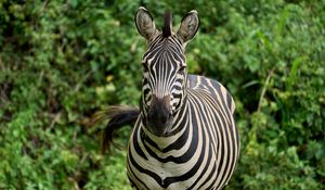 Preview wallpaper zebra, animal, wildlife