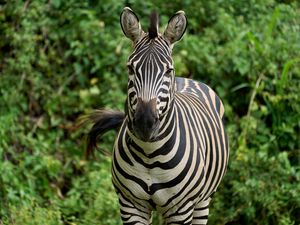 Preview wallpaper zebra, animal, wildlife