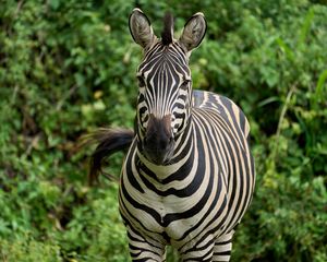 Preview wallpaper zebra, animal, wildlife