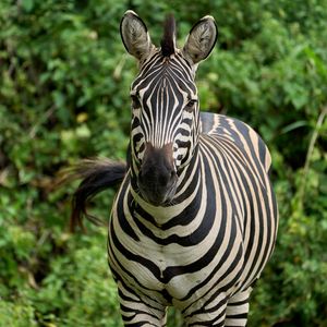 Preview wallpaper zebra, animal, wildlife