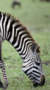 Preview wallpaper zebra, baby, grass, food