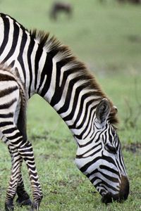 Preview wallpaper zebra, baby, grass, food