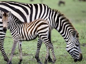 Preview wallpaper zebra, baby, grass, food