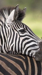Preview wallpaper zebra, color, striped, calf