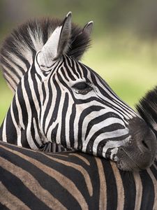 Preview wallpaper zebra, color, striped, calf