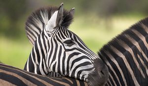 Preview wallpaper zebra, color, striped, calf