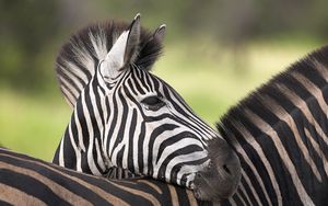 Preview wallpaper zebra, color, striped, calf