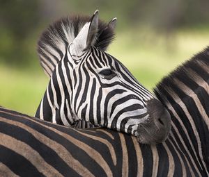 Preview wallpaper zebra, color, striped, calf
