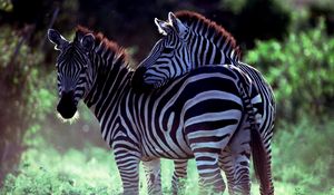 Preview wallpaper zebra, couple, caring, walk