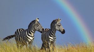 Preview wallpaper zebra, couple, rainbow, grass