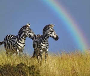 Preview wallpaper zebra, couple, rainbow, grass