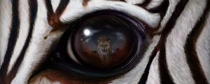 Preview wallpaper zebra, eye, reflection, leopard, predator