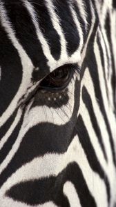 Preview wallpaper zebra, eye, strips