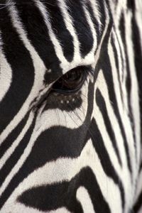 Preview wallpaper zebra, eye, strips