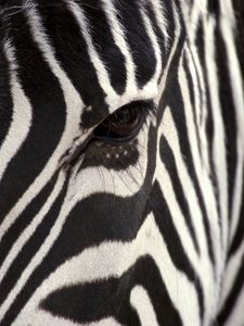 Preview wallpaper zebra, eye, strips